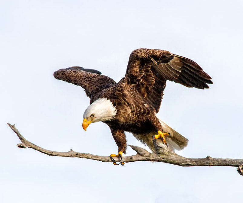 PaPFF's tweet photo. It's National Bald Eagle Day! Did you know that, according to the PA Game Commission, there are over 300 nesting pairs of Bald Eagles in the state? For more information and to view live eagle streams, go to https://t.co/gKjaH4Gqdr
📸 Bumper Bauer #CookForestStatePark https://t.co/CSPCjyRe6k