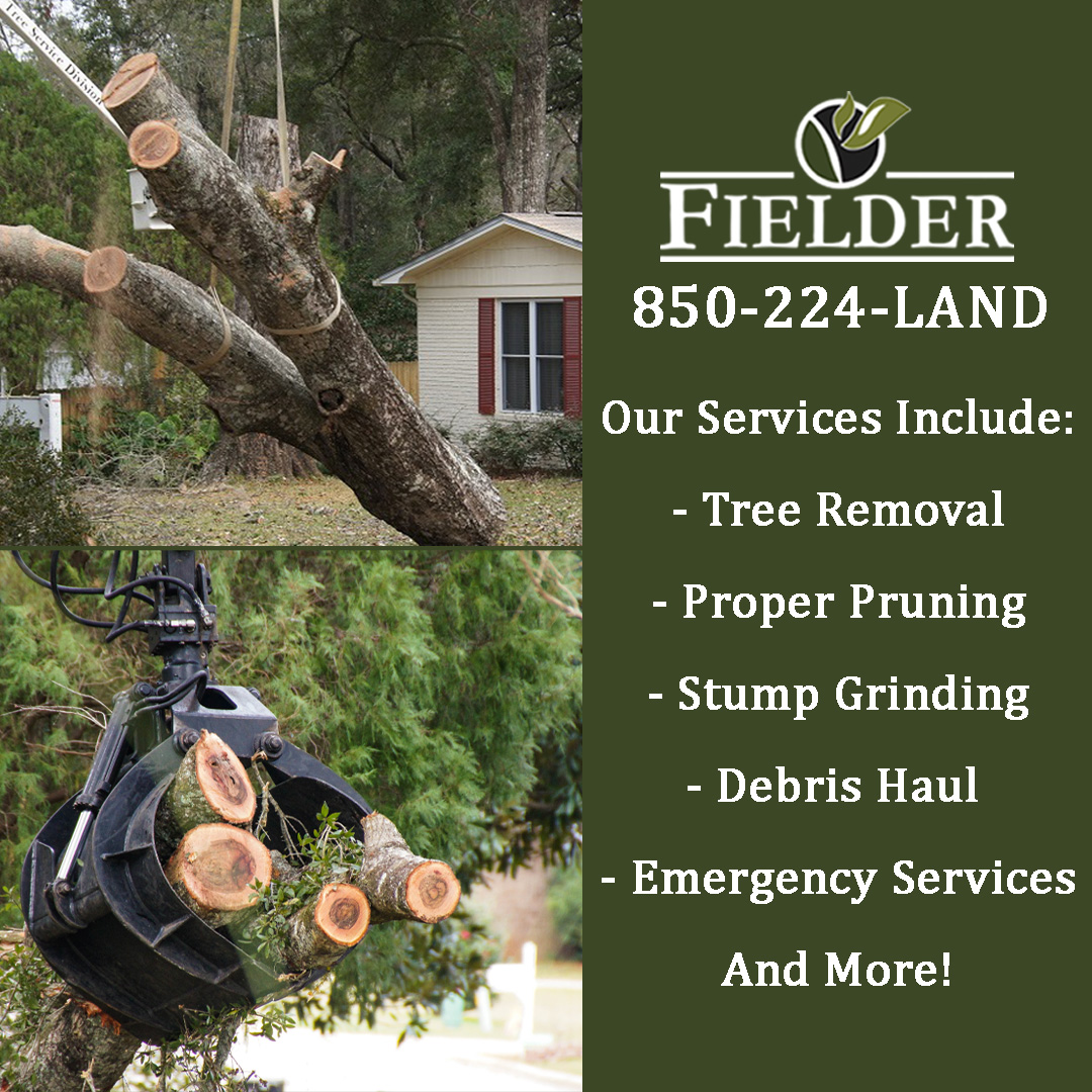 Did you know our sister company Fielder Tree Services provides Tallahassee a wide range of tree services? 🌲🌳
If you are interested in learning more, call 850-224-LAND today!
#OneTeamOneFamily #Fielder #TreeService #FielderTree #TallahasseeFL