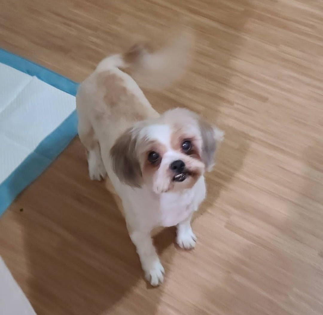 ShadysideofBTV's tweet photo. Can someone please put Angel wings on my dog and change the background please. My Dog passed away today 🙏😭 Sadie RIP Mommy Loves You 💖 #shihtzu #ripdog #angelwings #rhonj https://t.co/xyf78edZvv