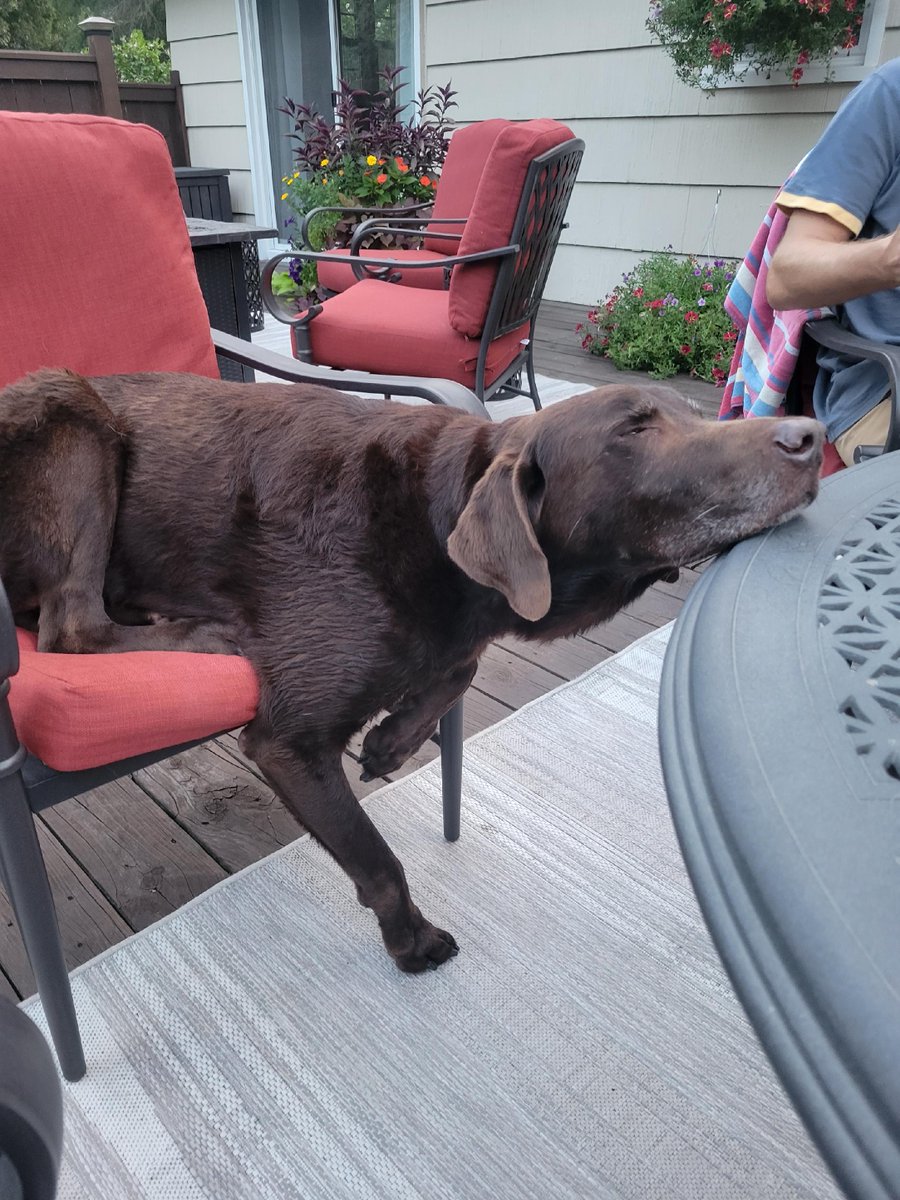 hangerskc's tweet photo. It's a good time to remind everyone to be like Hank. Live life to the fullest! #belikehank #labsrule #wedontdeservedogs https://t.co/WQjLcTgYV6