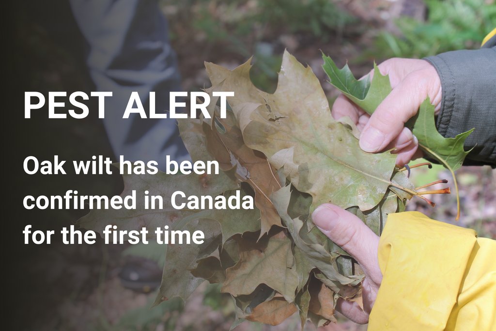 Oak wilt has been detected in Niagara Falls, Ontario, which is the first known detection in Canada. Oak wilt is an aggressive vascular disease of oak trees that can kill some species in as little as two weeks. Learn how to identify and report: bit.ly/2ZGOYFn