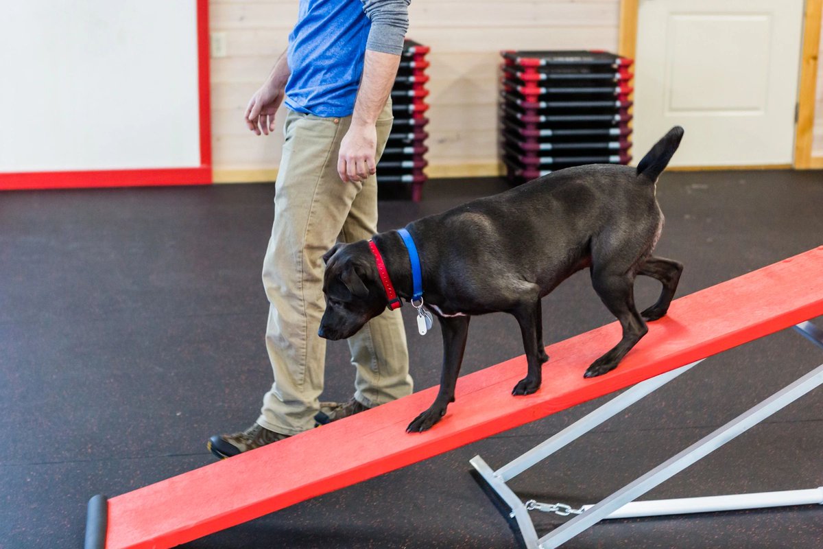 We've yet to meet a dog that couldn't be trained, just pups that took a bit longer than others -- and that's okay! We're going to be here every step of the way as you and your pet learn together and advance in training. #DogTraining #WeLoveDogs