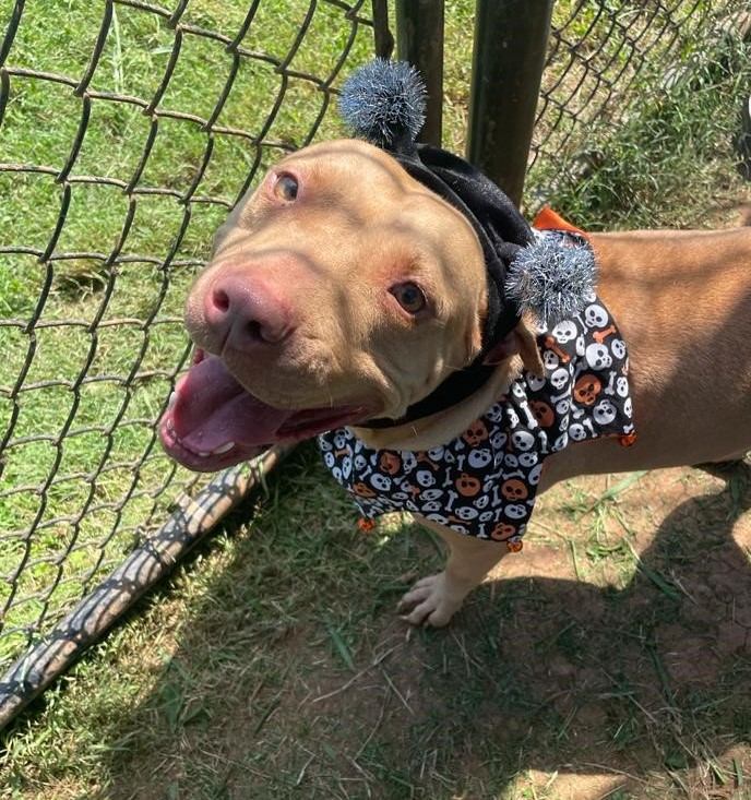 U.S. Marshals on Twitter "Puncher’s Chance Rescue & Sanctuary of the