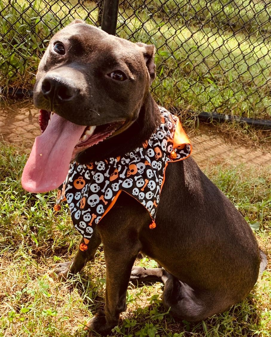 U.S. Marshals on Twitter "Puncher’s Chance Rescue & Sanctuary of the