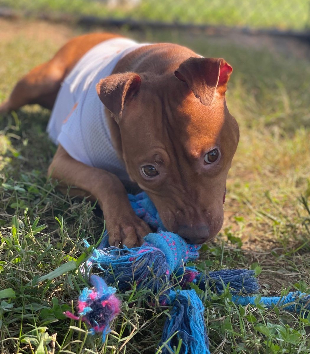 U.S. Marshals on Twitter "Puncher’s Chance Rescue & Sanctuary of the