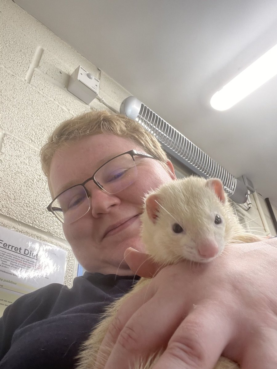 Got to name one of the ferrets at the animal rescue centre I volunteer at… of course I went #StarTrek 😂  They spelt it wrong on her file though, so everyone say hello to Annika the ferret!! A beautiful girl, named after the amazing #SevenofNine @JeriLRyan  💕  #adoptdontshop