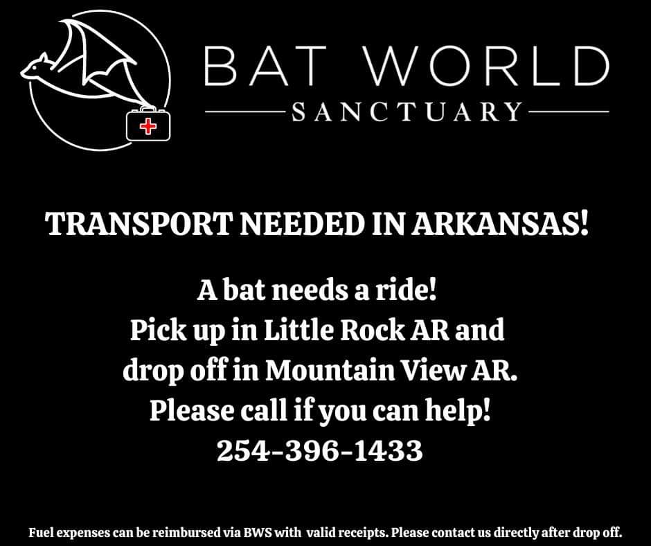 Bat World Sanctuary tweet media