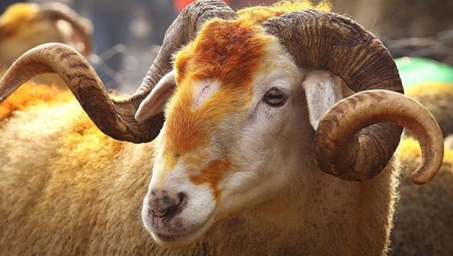 Daima Sağduyu tweet media