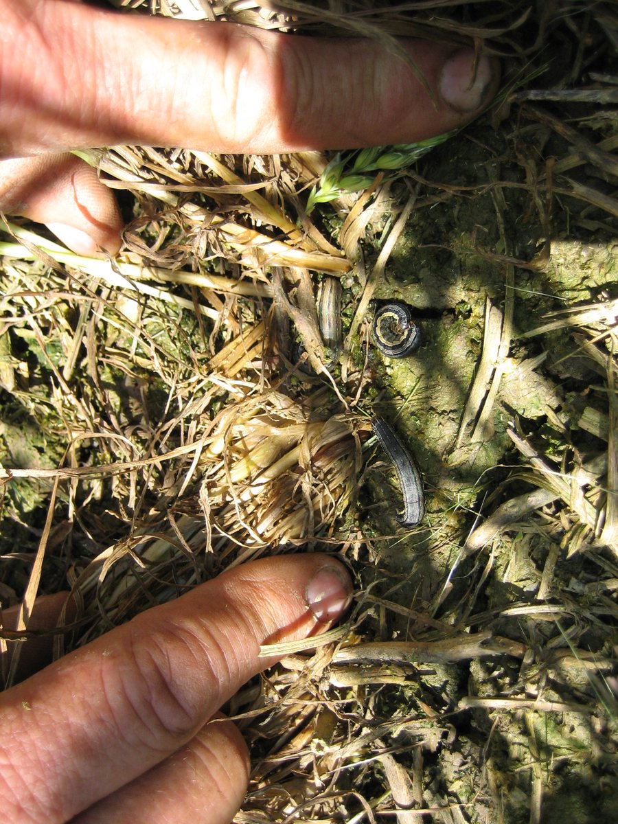 Be on the lookout for true armyworm (TAW) and cereal leaf beetle (CLB). A few fields of wheat reached threshold for one of these pests in the last week. One seedling corn field has hit hard in Chatham Kent from TAW too. fieldcropnews.com/2023/06/watch-…  #scout23 #ontag