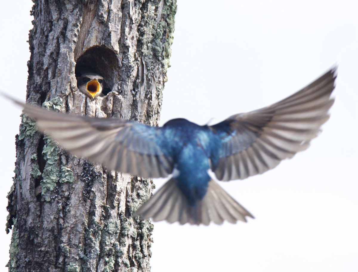 I’m extremely proud of this photo! Starting off with a point and shoot to a mirrorless in a kayak. Girl has come a long way! Tree Swallow feeding some babies! #TwitterNatureCommunity #CTNatureFans #birdphotography #treeswallow #proud