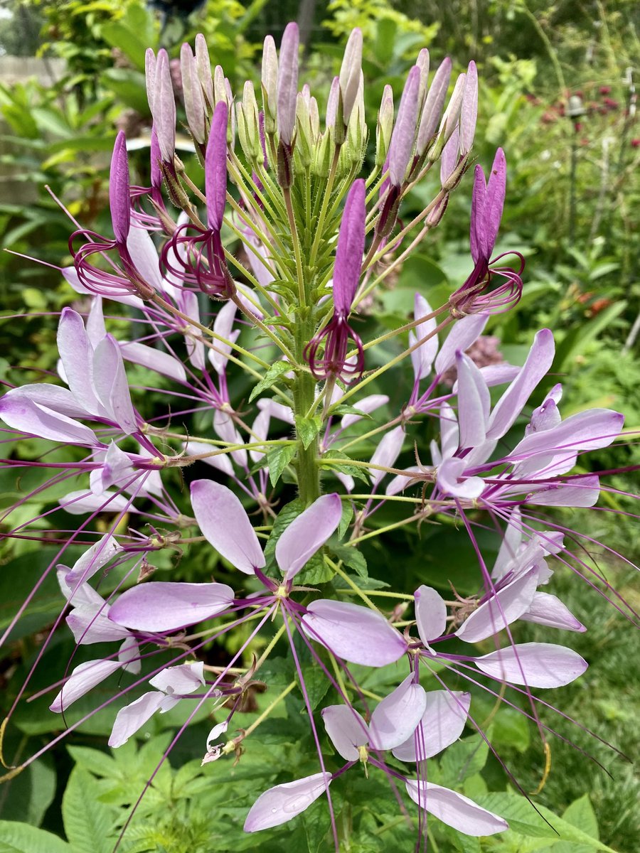 marietculver's tweet photo. Pollinator Paradise #homegarden #cleome #beebalm #daylily #mountainmint 🐝🦋☀️ #SignsofSummer https://t.co/wAi4Cm7Jr0