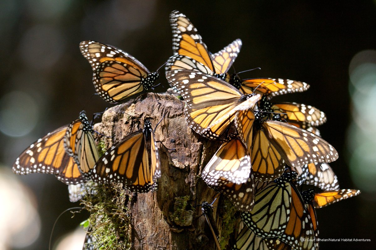 World_Wildlife's tweet photo. Milkweed is essential to monarch butterflies. Help these amazing butterflies and other pollinators by planting milkweed in your backyard: https://t.co/LOqs98srK9 #PollinatorWeek https://t.co/bS4xzPdej5
