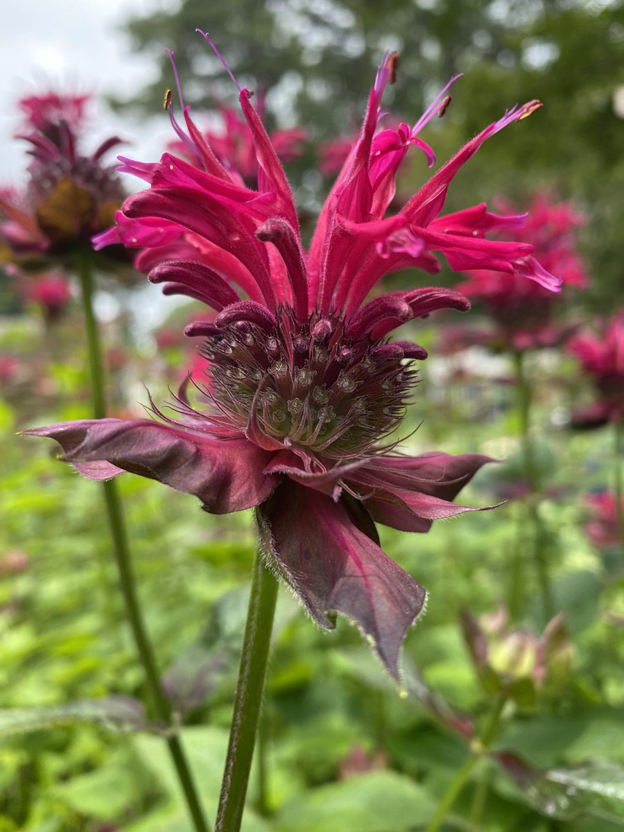 marietculver's tweet photo. Pollinator Paradise #homegarden #cleome #beebalm #daylily #mountainmint 🐝🦋☀️ #SignsofSummer https://t.co/wAi4Cm7Jr0