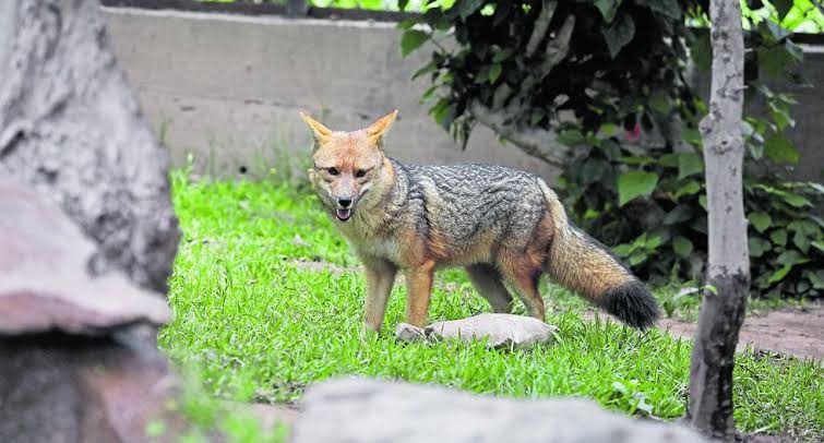 PitucadeBarrio's tweet image. Resolvamos está duda civilizadamente. ¿Si mañana fueran las elecciones por quién votarias?

RT 🔄. Keiko Fujimori 
Fav ❤️. Run Run