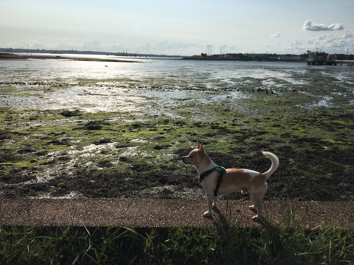 SuburbanChihua1's tweet photo. hoomum was super happy it rained last night. we went for sparkly sea pawtrol to celebrate 🌧🌦💕♥️ #dogsoftwitter #JuneRain #WarsashShore https://t.co/U813azoJ9o