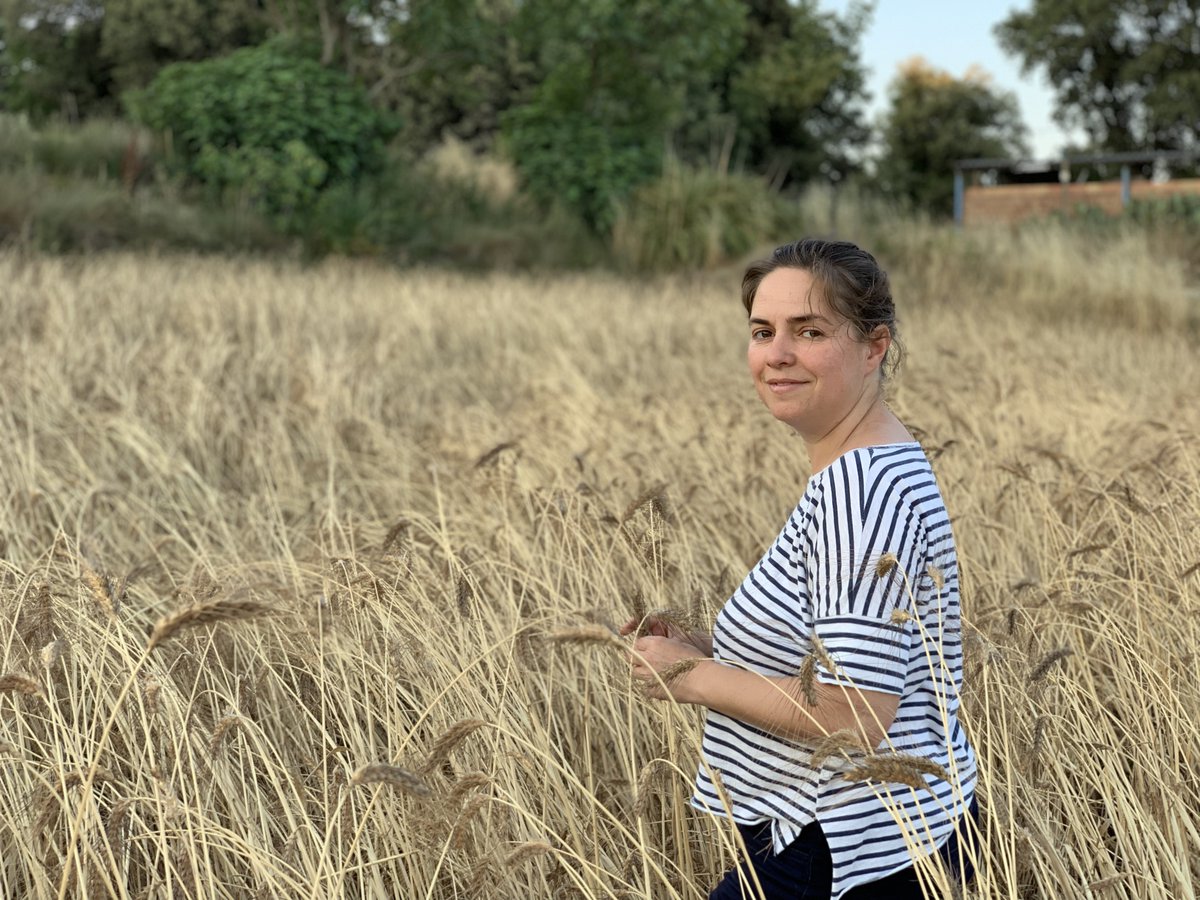 👩‍🌾Per les #DonesMónRural agricultores que es dediquen al cultiu de #cereals o #farratges, la campanya de sega és un moment molt important i significatiu al 🗓️calendari del món rural.

Significa el final d'un cicle en el qual han estat treballant molts mesos 🌾🔄 (1/5)