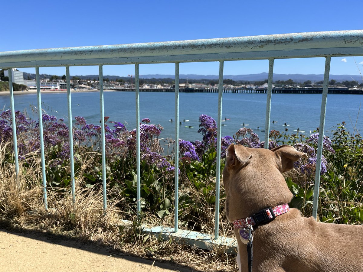 Penny Campbell tweet media