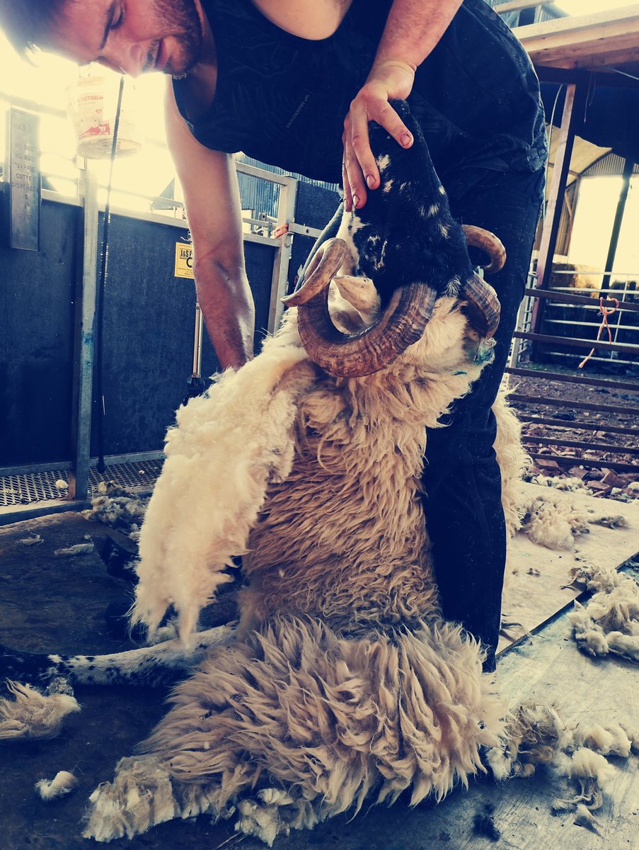 Rachel_LewisD's tweet photo. #WelshFarmingWeek
#environmentalsuccess
#proudtoproduce
#makingascene
#WeAreWelshFarming https://t.co/BeVM9wB4Qf
