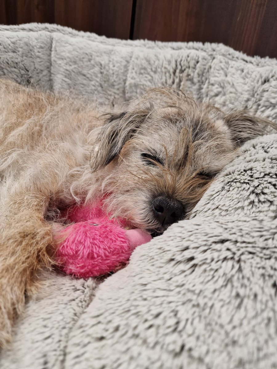 How's your day been? 

I'm zawsted from keeping tabs on everyone and checking pockets for treatos 😆

Busy day ... 

#MoreThanJustVets #BTPosse