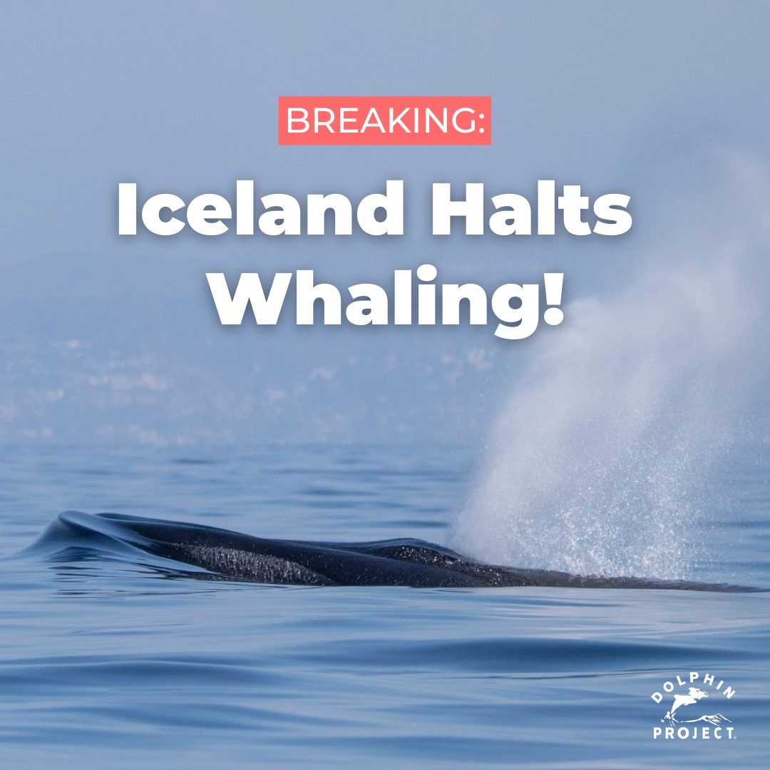 BREAKING: Due to animal welfare concerns, Iceland has halted fin whale hunts until August 31, possibly bringing the controversial practice to an end for good: bit.ly/3CEShQU We hope this may serve as an example for other nations that still permit cetacean hunts.