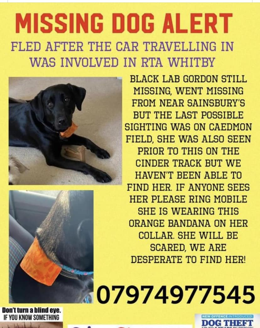 🆘18 JUNE 2023 #Lost #ScanMe IN RTA. 
YOUNG Black Labrador Retriever Female
In car accident, not injured but was scared and fled.
nr Sainsbury's #Whitby #NorthYorkshire #YO22 doglost.co.uk/dog-blog.php?d…