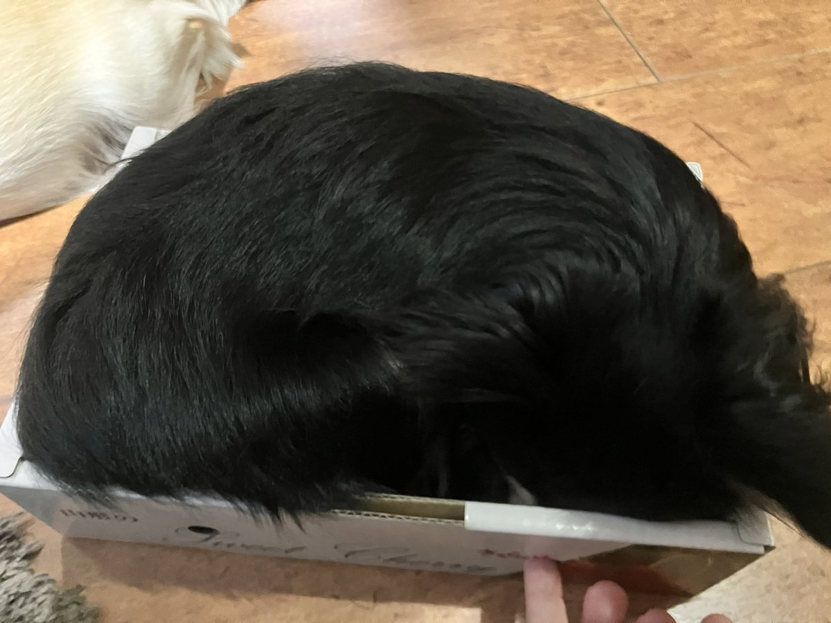 こんなに怒涛のカフェイン摂取したことなかったから離脱症状が怖いけど、犬を吸いながら耐えます。
これは箱に入るワンちゃん。 https://t.co/61hFeCSyUB