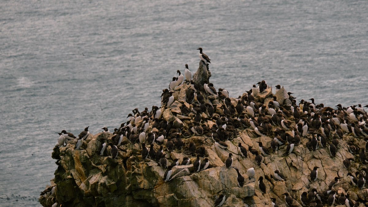 I've just got back from a wonderful BTO Bird Camp in Pembrokeshire. I learnt so much from everyone there about many aspects of natural history. If you are between the ages of 12 and 18, do be sure to attend next year's camp! Thank you @cameron_b_trust &amp; <a href="/_BTO/">BTO</a>