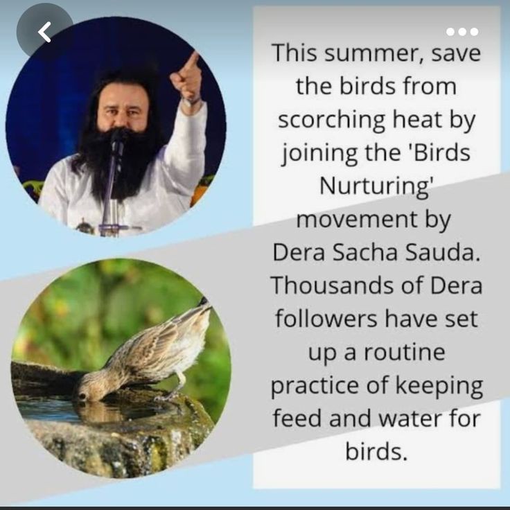 To help the tiny creatures we must arrange food and water bowls on our roof tops, this birds feeders will really help needy birds in summer
#saintdrmsg 
#SummerCare 
#DeraSachaSauda 
#foodandwaterforsmallcreatures