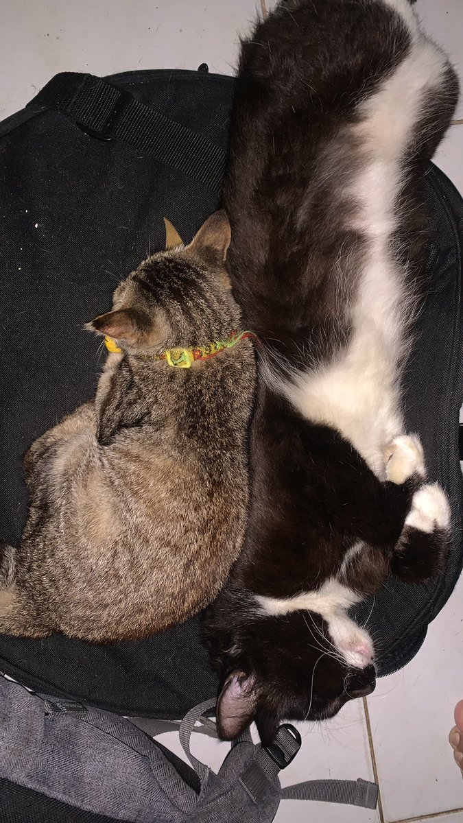 witing tresno jalaran seko sakmejo