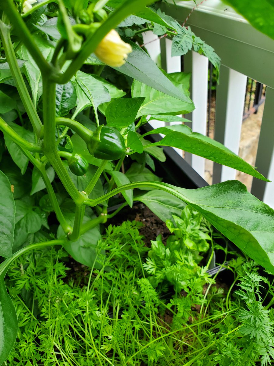 My balcony garden continues to grow. I have a green pepper on the way! #gardening