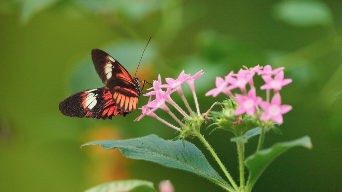 Nanduco's tweet photo. Mañana, miércoles 21 a las 20:00 h, se estrena en @MovistarPlus mi último trabajo de montaje: el largo documental "ELAleteo de las Mariposas"

@Asoc_CanELA #diamundialcontralaela #Estreno #pelicula #documental https://t.co/rGubKl4FUm