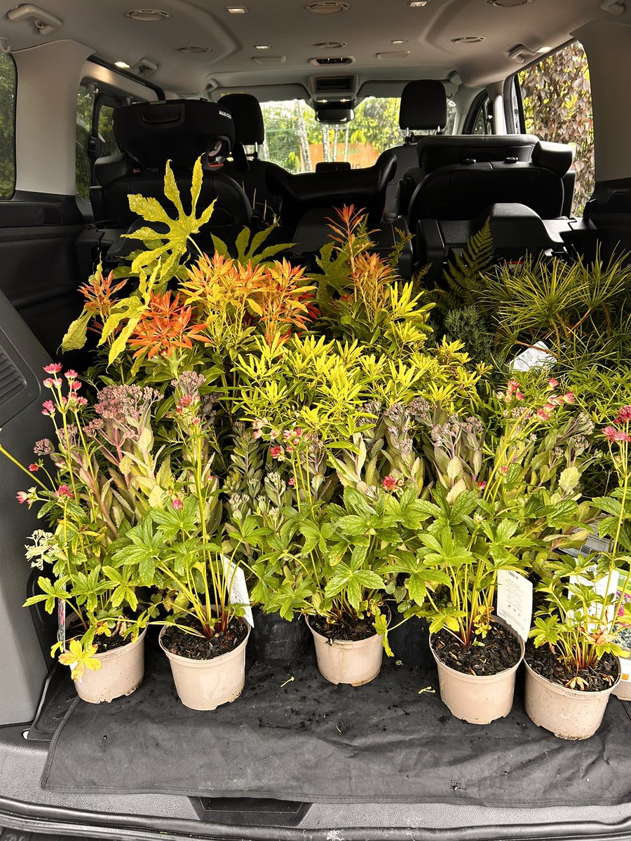 alison_takeroot's tweet photo. Big thanks to @JohnsonsWhixley for the amazing plants for my @tatton_park Long Border. A very damp day but the plants don’t seem to mind. #gardendesign #gardenjoy https://t.co/miyR3Gxw9h