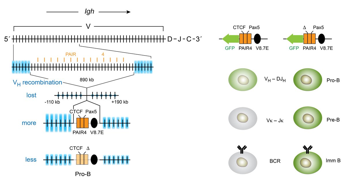 Louisa_Hill_'s tweet photo. Very happy to share that the last part of my PhD work with Meinrad Busslinger on the role of the PAIR regulatory module in VH gene recombination is out @embojournal ! 🤩🎉🎆
Read 👇 how these enhancers help to generate a broad antibody repertoire:
https://t.co/z1KFk1YLib https://t.co/dWyx4A6D0a