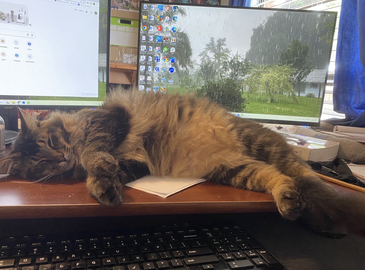 _CarolShaw's tweet image. Business associates have it rough. 

#petsofATA #cattools #translatorcat #T&amp;amp;Ipro