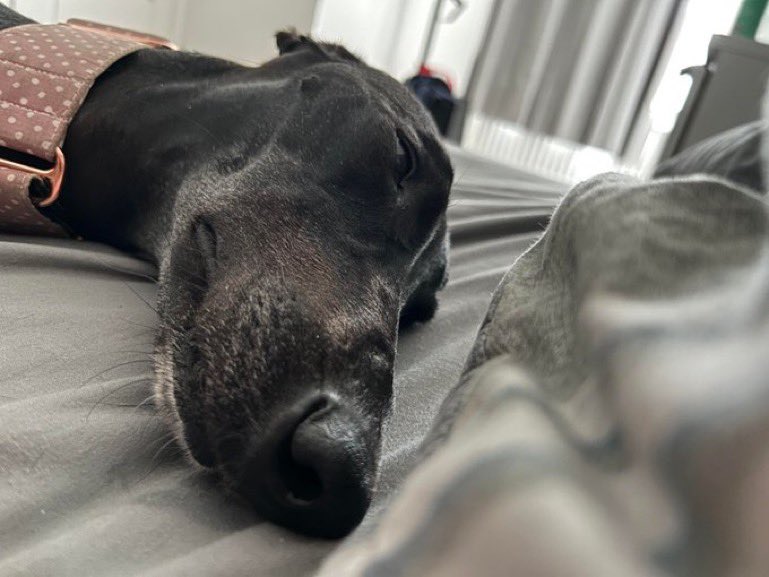 📅20th of June 2023
🐶Millie
🏷️<a href="/HaydenBeckett/">Hayden Beckett 🎙️</a> 
💓#animaloftheday