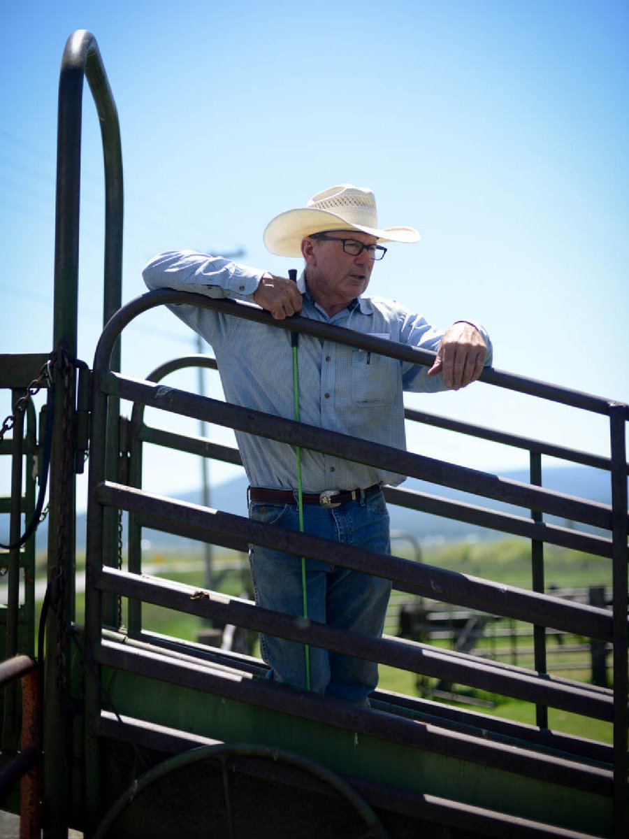 California Cattle Council tweet media