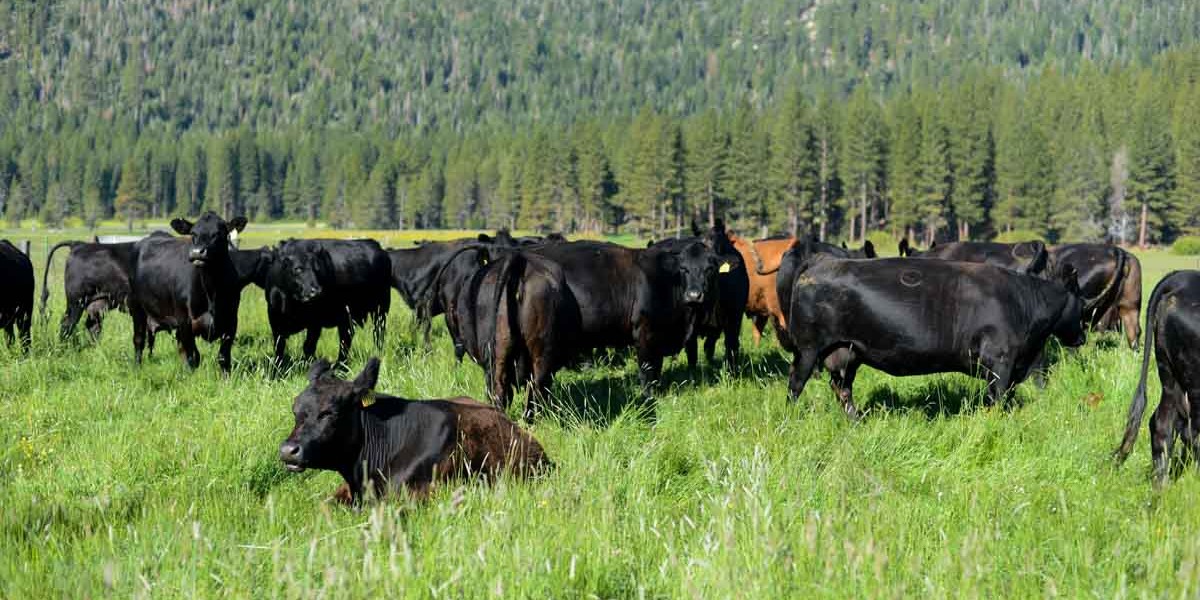 California Cattle Council tweet media