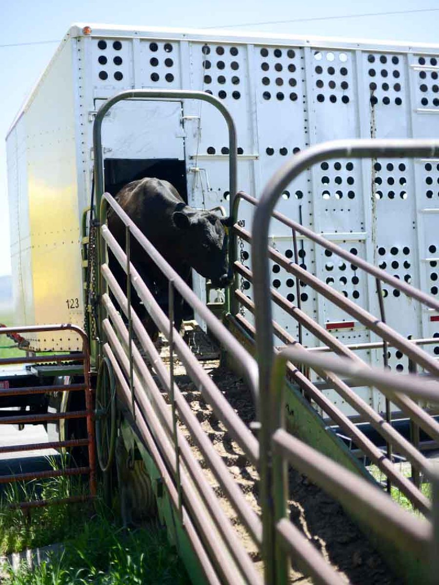 California Cattle Council tweet media