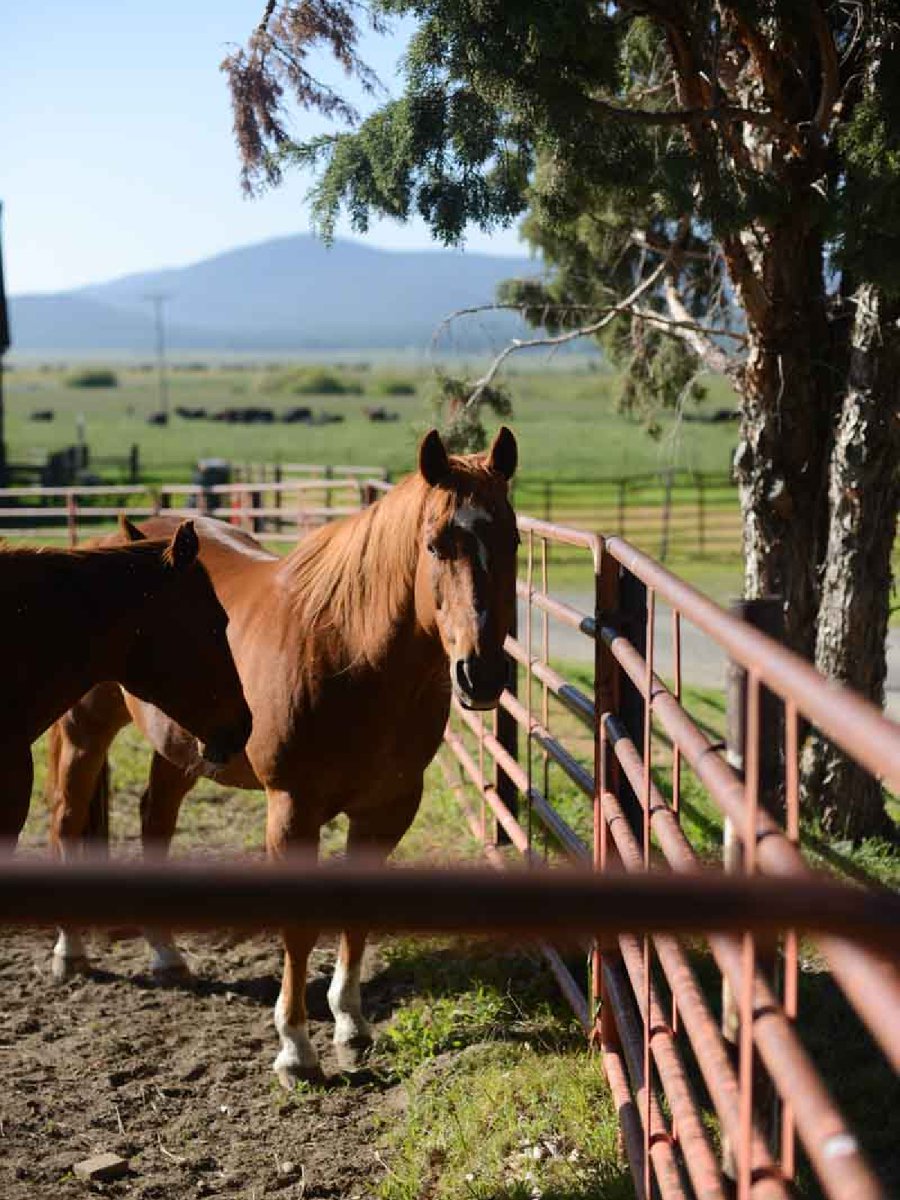 California Cattle Council tweet media