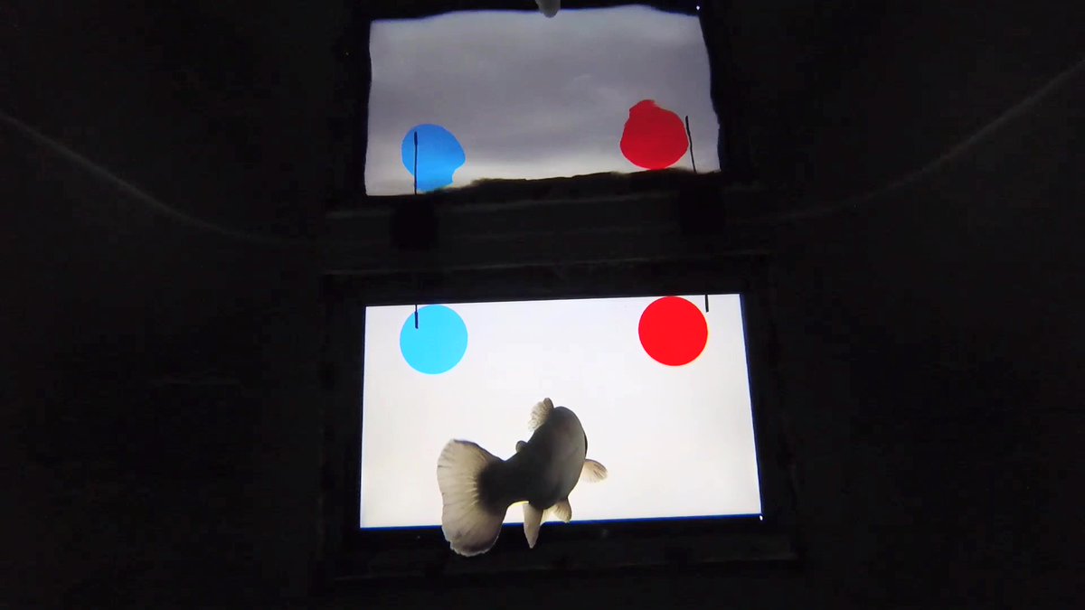 Below is a photo of how we trained rainbow trout to study their cognitive flexibility and the impact of their living conditions on their learning abilities. 
A glimpse into the results of these time-consuming but very stimulating experiments! 🐟
➡️ frontiersin.org/articles/10.33…