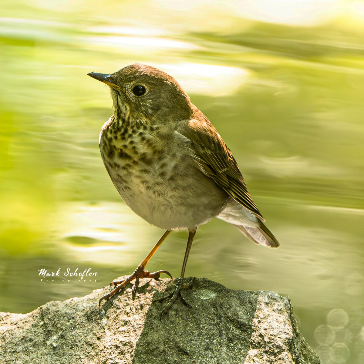 Grey-cheeked Thrush, Loch, Central Park, NYC #birdwatching #naturelovers #birdcpp #TwitterNatureCommunity #birdcentralpark #birdsofinstagram #birds #birdsoftwitter #birdwatchingphotography #centralpark #birdphotography #centralpark