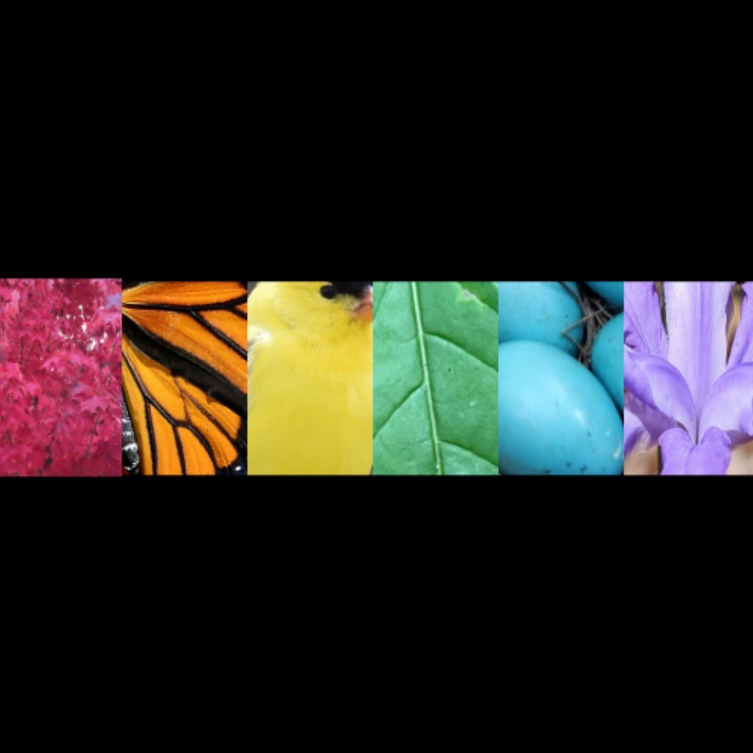 Happy Pride Month! As the most visited NP, we see a wide community of visitors that come to appreciate our equally biodiverse landscape. Come see what colors of the rainbow you can find within our park!

Can you identify what species make up these colors of the Smokies?