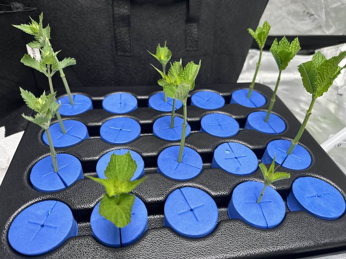 XGCC - Cloning Community tweet media