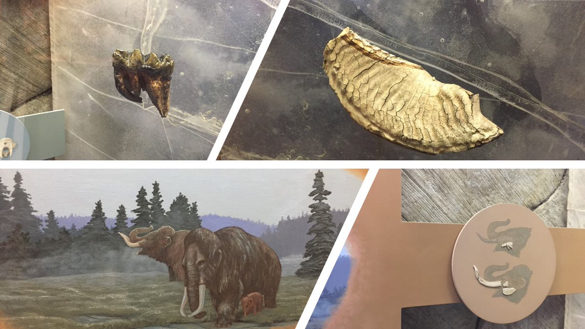 MaineStateMuse's tweet photo. https://t.co/nFdpwvNmvi
🦣 Want to know more about the first excavation of a mammoth in Maine?!🎧 listen to Maine Calling, today at 11:00 as artist, author, and former MSM curator Gary Hoyle talks about his new book   "Mystery Tusk: Searching for Elephants in the Maine Woods." https://t.co/5LYT0YHKEv