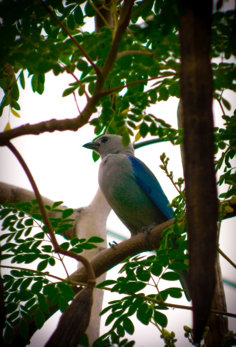 Azulejo 
(Thraupis episcopus) 

#birdwatching #birdphotography #nikonoutdoors #nikon #nikonphotography