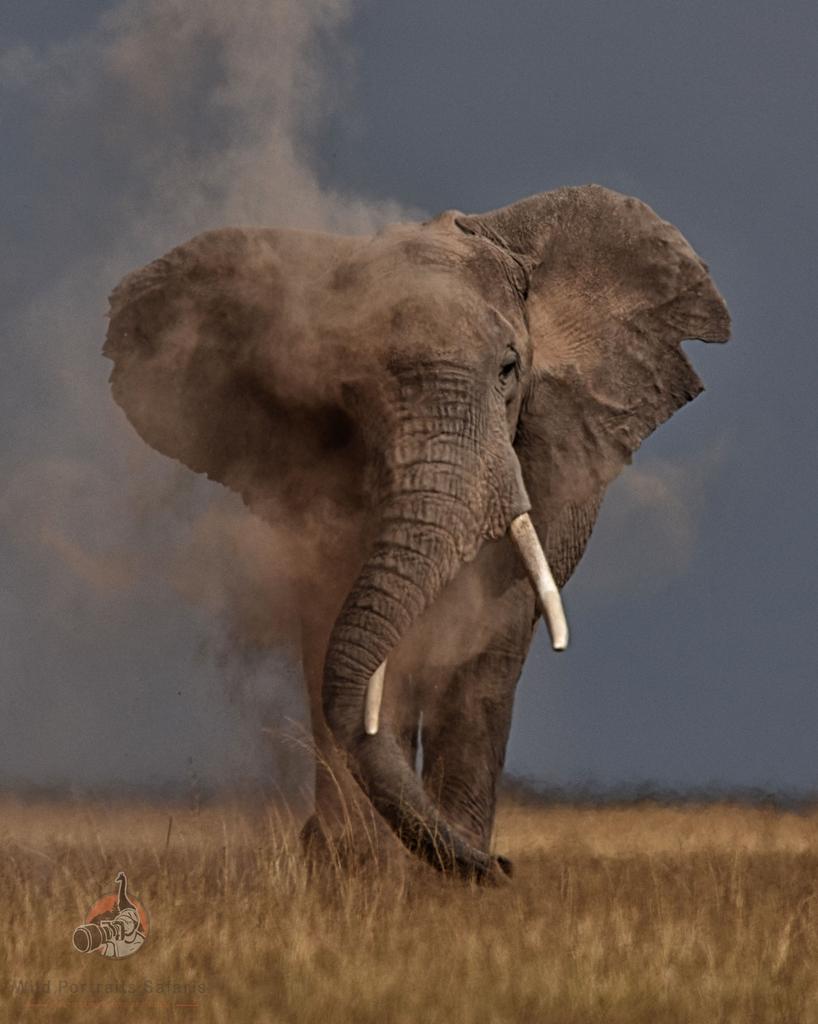 The smoking giant
Only at Amboseli
#seewildlife #maasaimara
#nature_shotz #yourshotphotographer
#wildestafrica #feautured 
#africanimals #wildlifecentral
#bbcearth #wildlifeseekers
#wildlifeshots #wildlifecaptures
#africageophoto #wildlife_vision
#wildlifeofinstagram