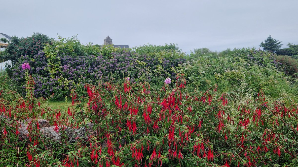 EileanIdhe's tweet photo. Lord, you made us a kingdom and priests to serve our God.
Worthy are you, our Lord and God, to receive glory and honour and power, for you created all things, and by your will they existed and were created. #eveningprayer #creation #GodInAllThings #isleofiona #scottishisles 🙏❤️ https://t.co/ztLkAsm2dN