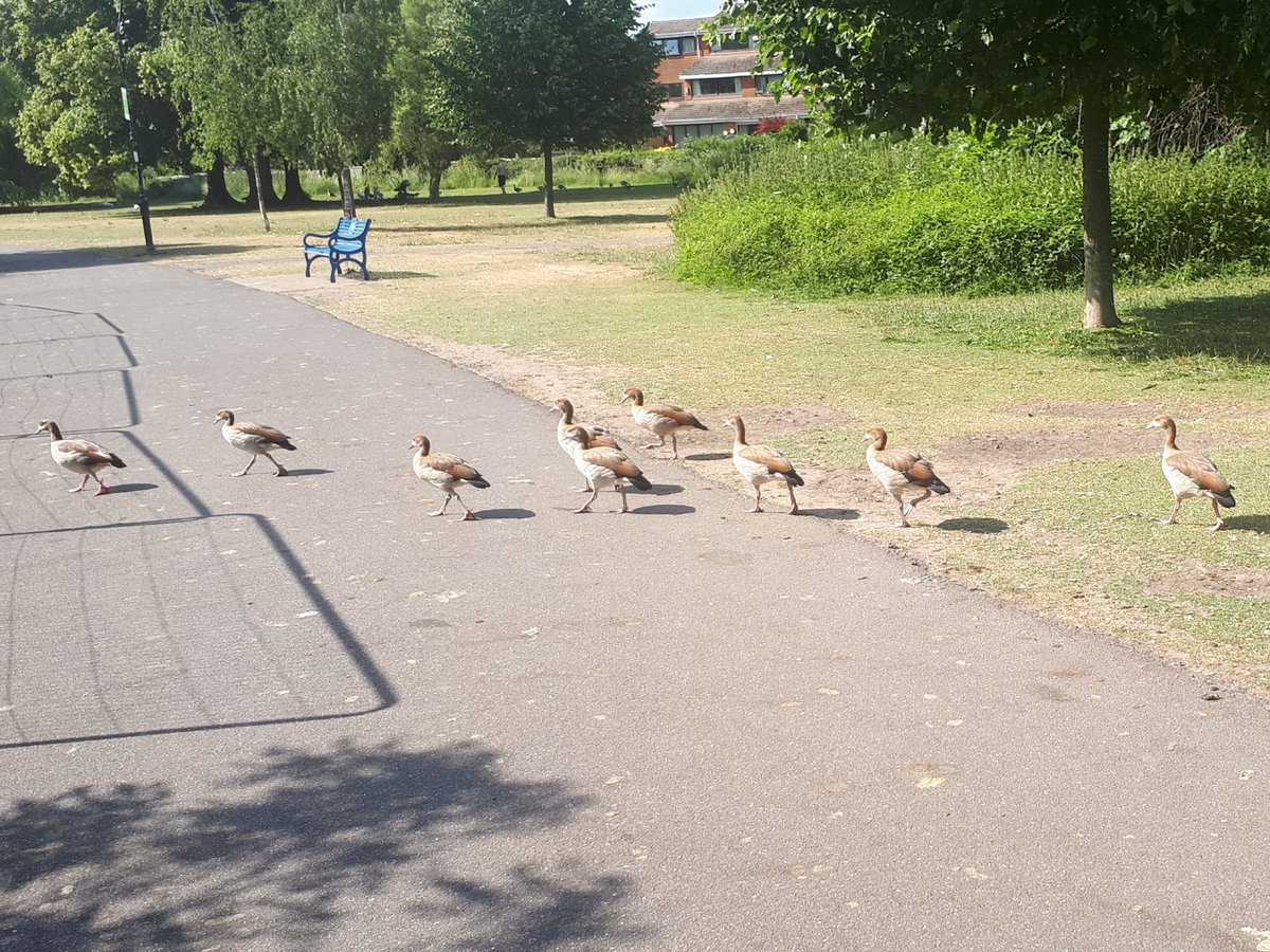 Geese to come? Egyptian Geese, a parent and 8 juveniles today. Still a slightly less than common goose on the Thames at Reading, but 8 juveniles suggests numbers might grow substantially in the next few years.