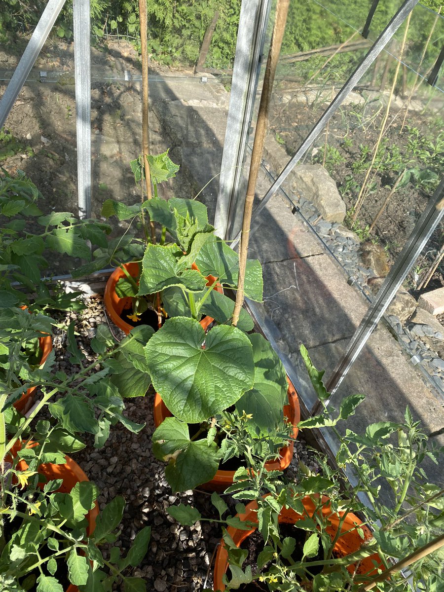 First cucumber ever managed to grow. Two plants growing up in a neighbour’s greenhouse.  Tasty & crunchy! #growing #community #allotment #cucumbers #GardenersWorld 🙏 seeds from @GWandShows @pottyplotters