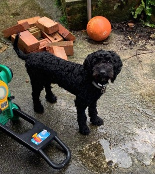 🆘19 JUNE 2023 #Lost JASPER #ScanMe #Tagged
Black Cockerpoo Male
#Peverell #Plymouth #Devon #PL3
PLEASE DO NOT CHASE, RING PHONE NUMBER AND GIVE LOCATION OF SIGHTING AND DIRECTION JASPER WAS GOING. DO NOT CALL OR SHOUT.☎️07539571260
doglost.co.uk/dog-blog.php?d…